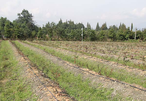 成都哪里有藍莓基地