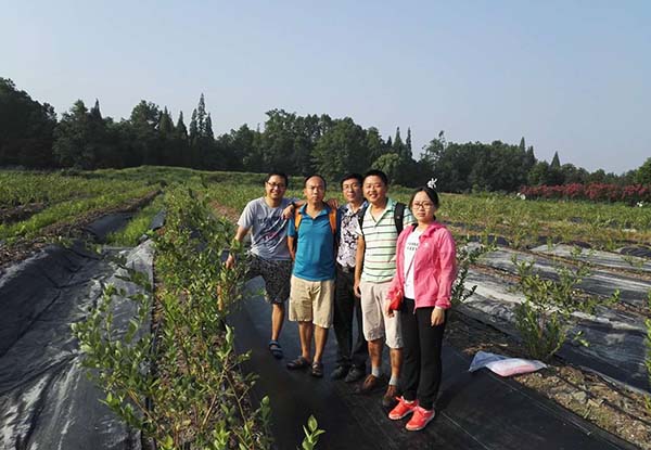 成都藍莓種苗基地