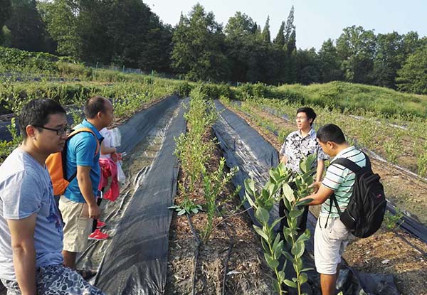 成都藍莓種苗培育基地