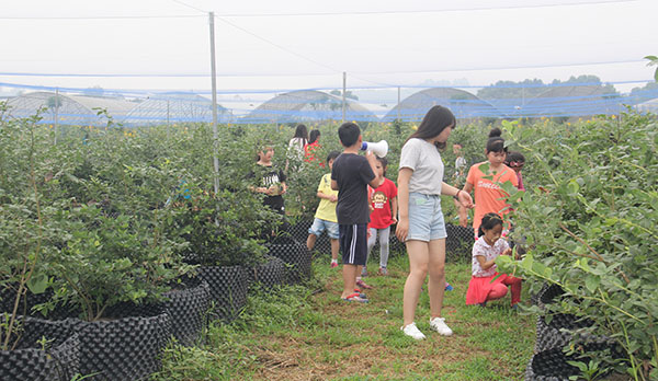 四川藍莓種植技術(shù)服務