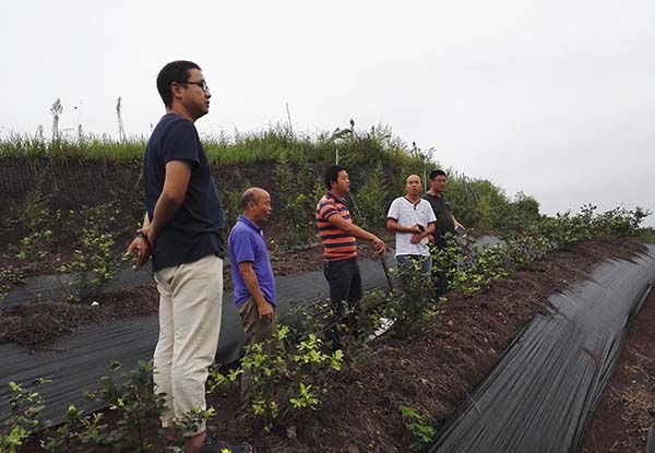 四川哪里有藍莓種苗基地