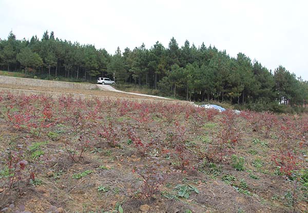 四川逸田藍(lán)莓種苗基地