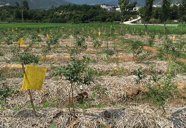 四川哪里有藍莓種苗基地